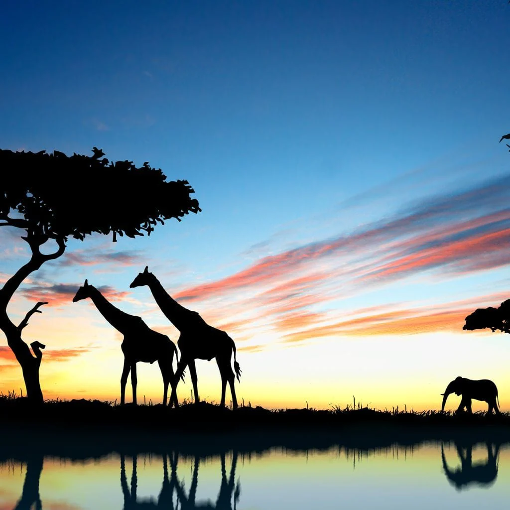 African Sunset - Image 3