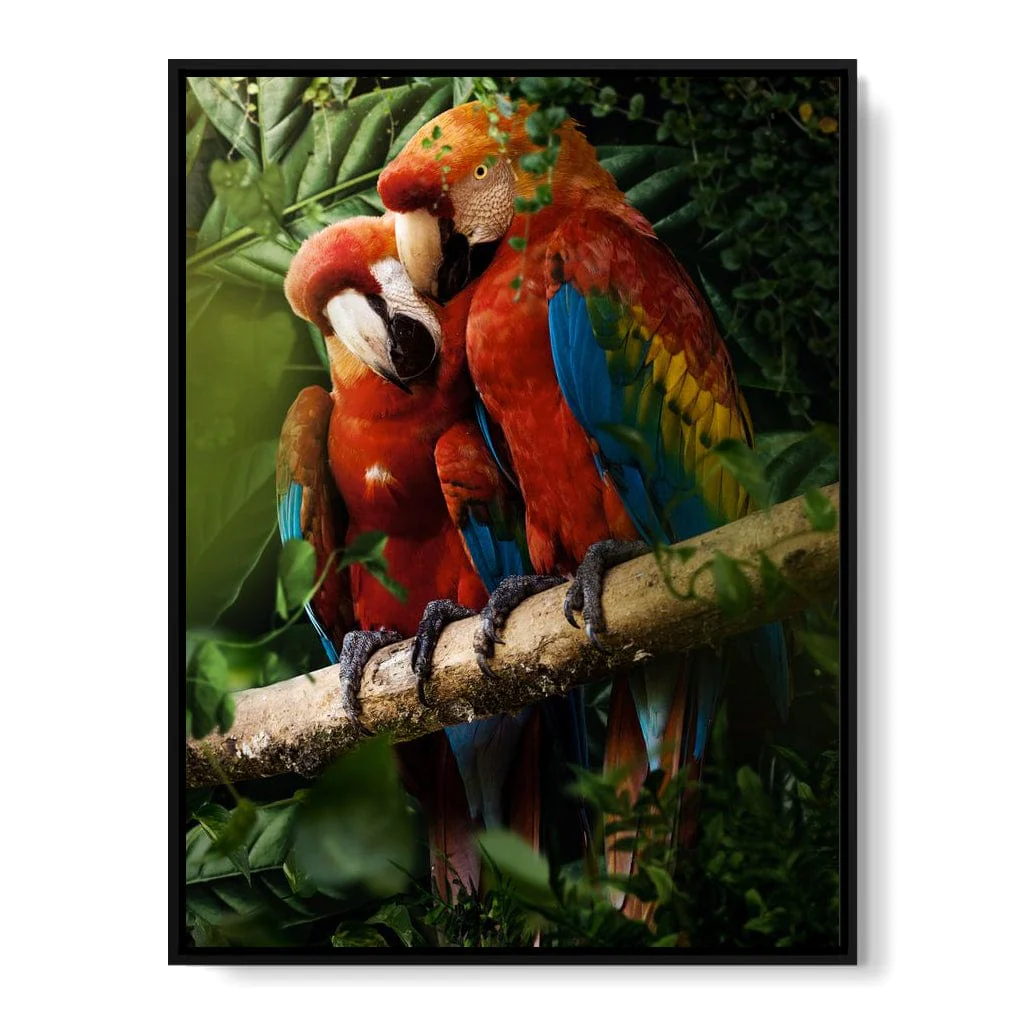 Beautiful Parrots - Milos Karanovic - Image 17
