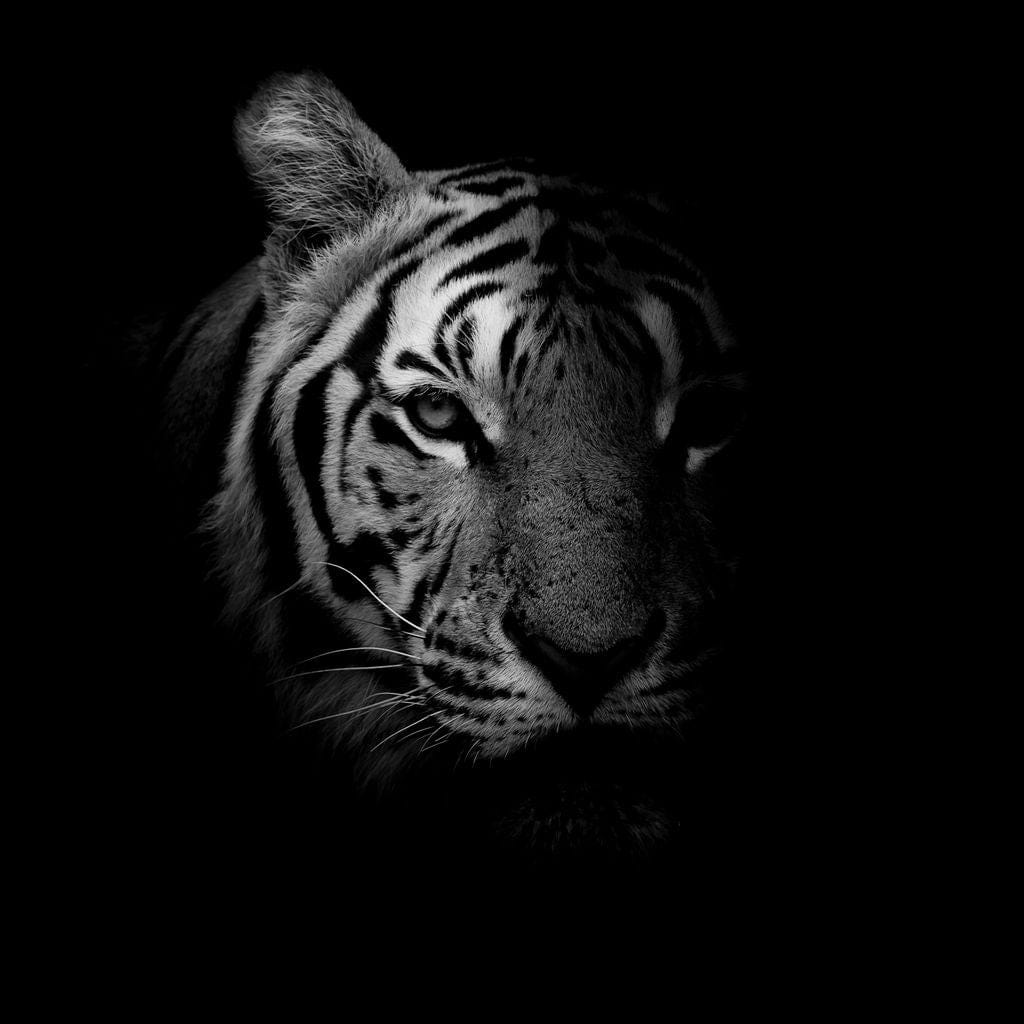 Black and White Fading Tiger - Image 16