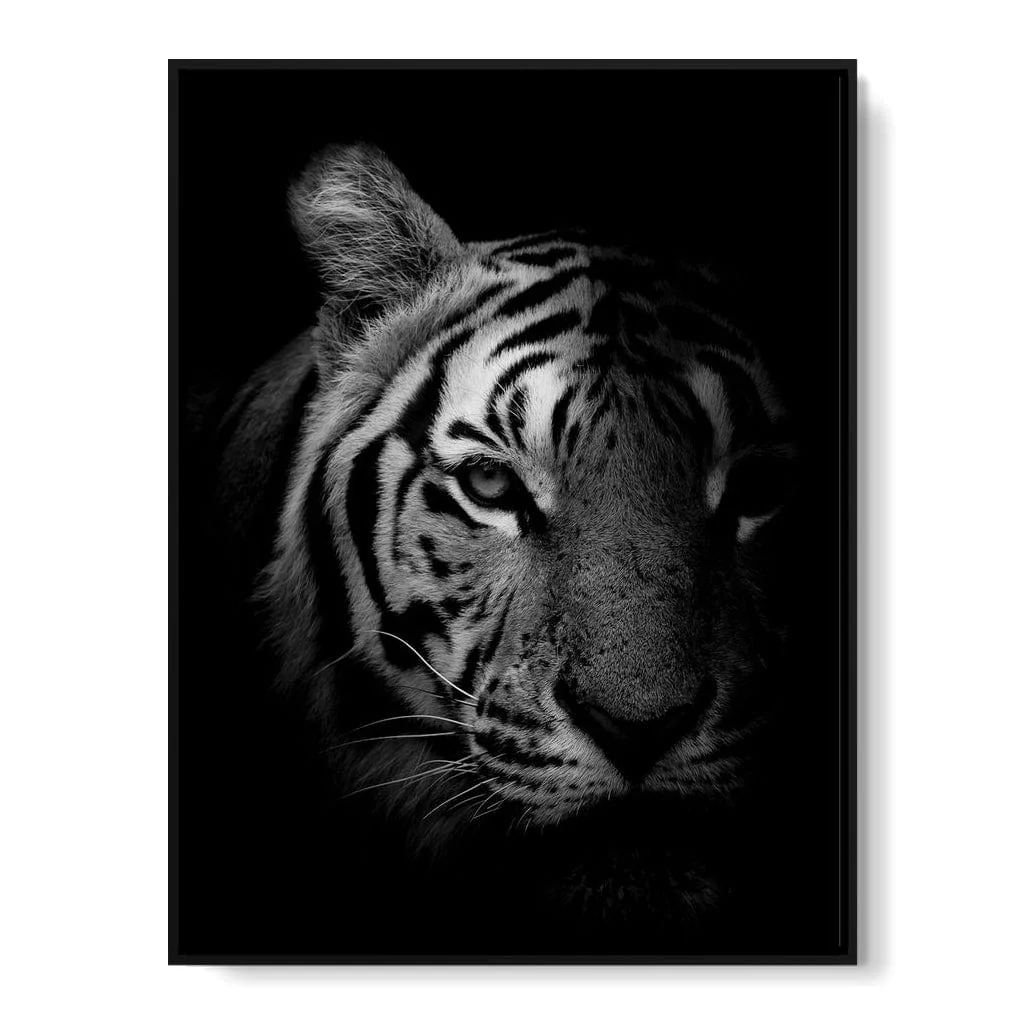 Black and White Fading Tiger - Image 17