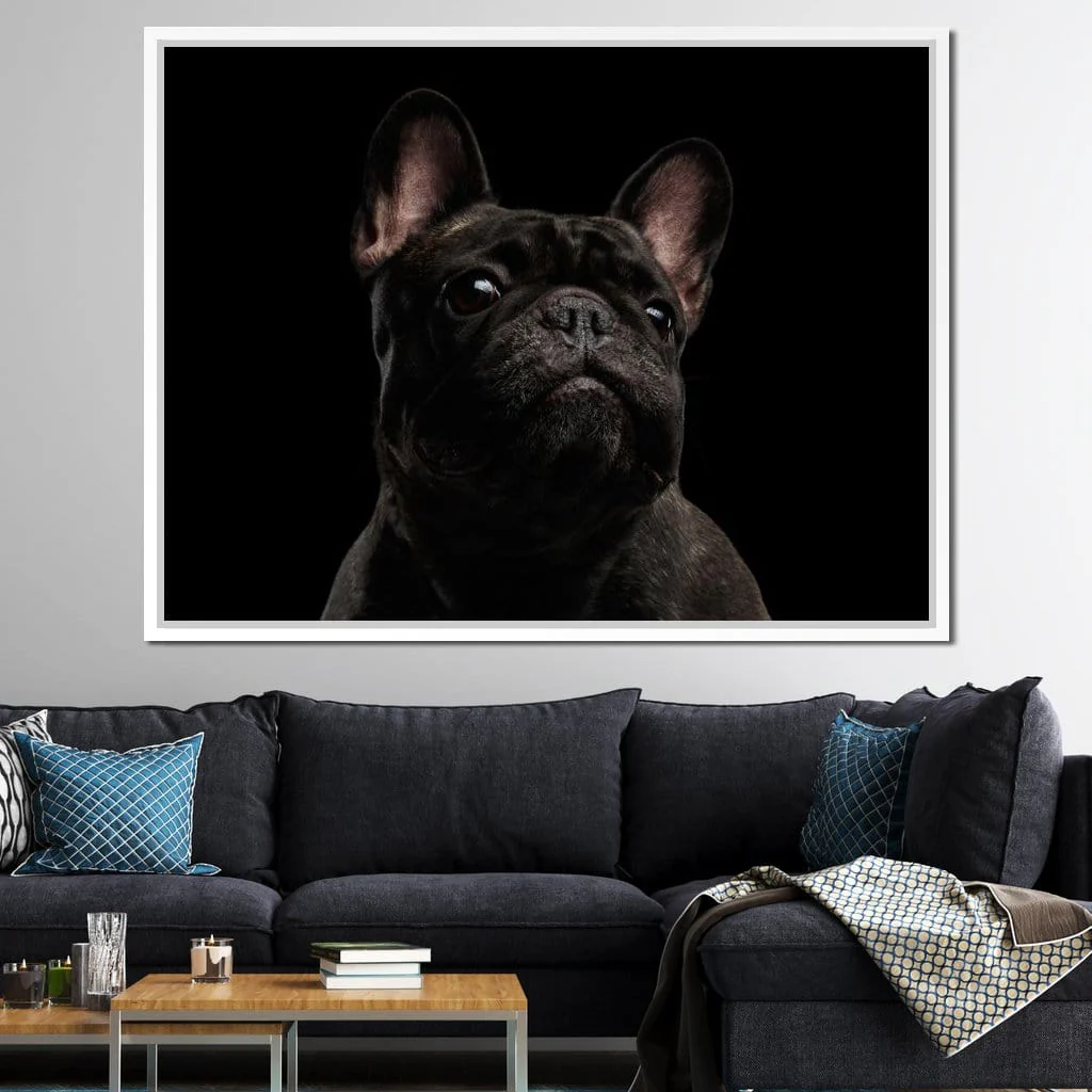 Black French Bulldog - Image 12