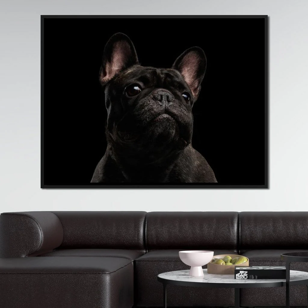 Black French Bulldog - Image 9