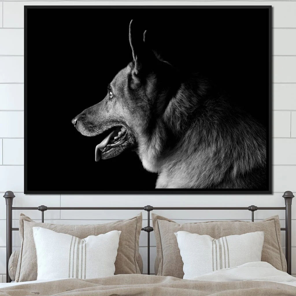 Black and White German Shepherd - Image 9
