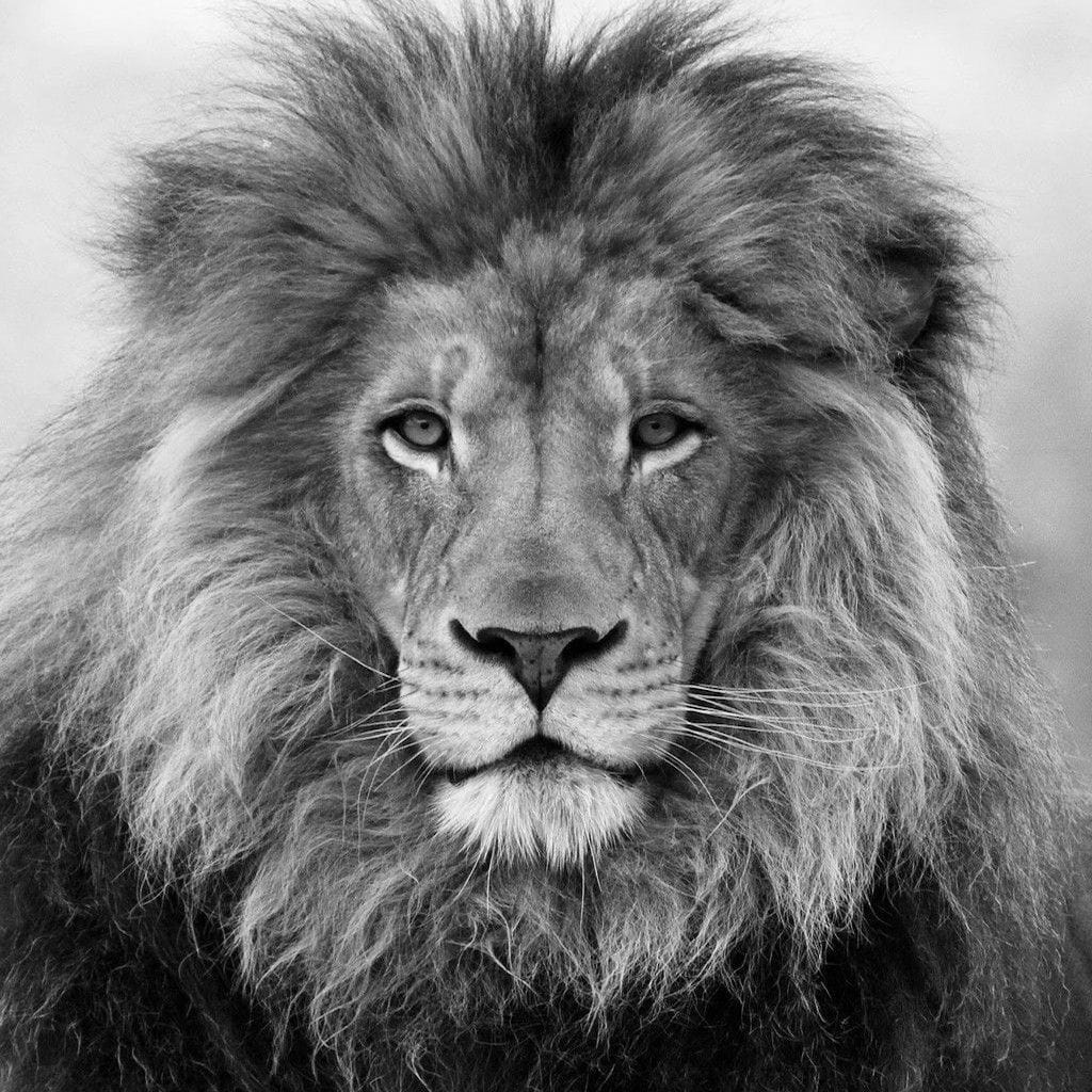 Black And White Lion - Image 5