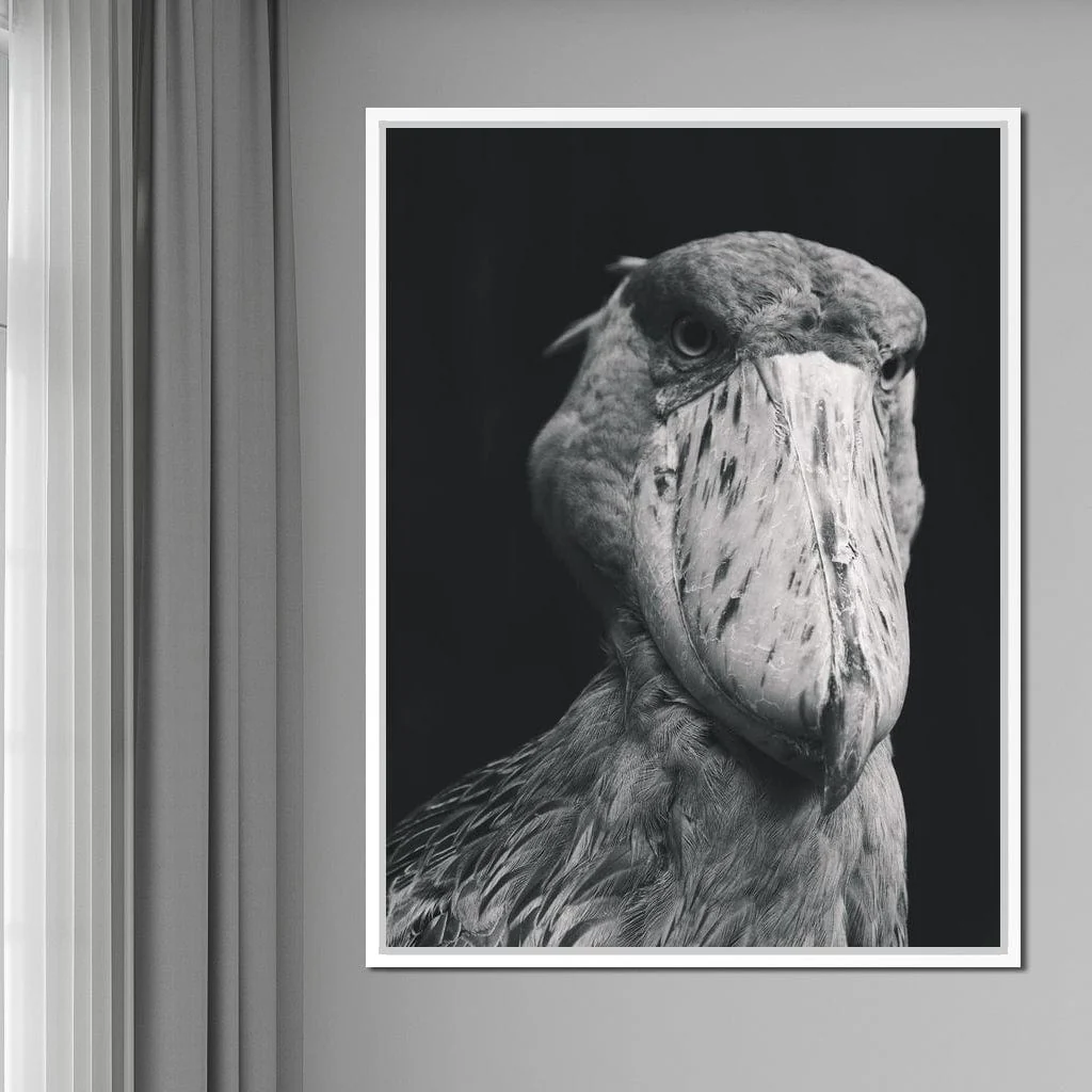Black and White Shoebill Stork - Image 11
