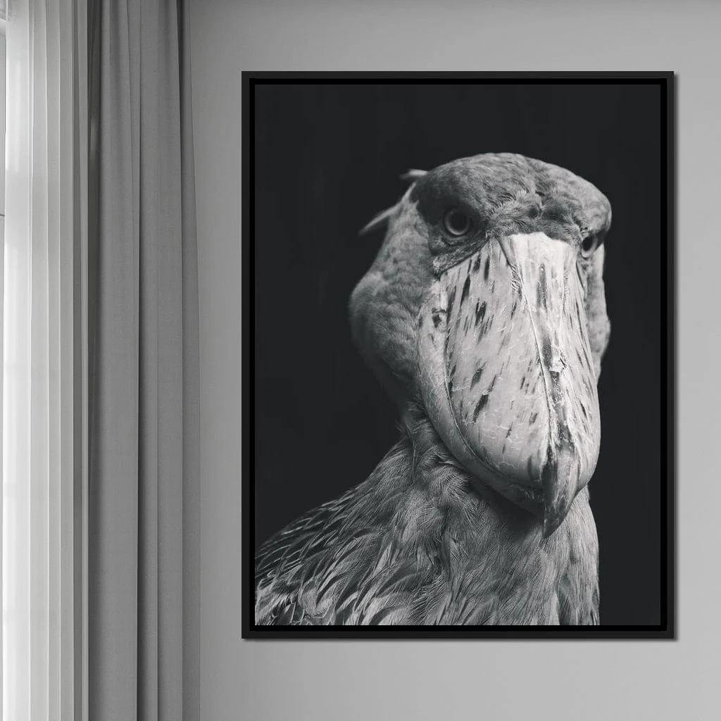 Black and White Shoebill Stork - Image 7