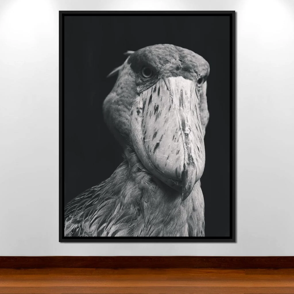 Black and White Shoebill Stork - Image 9
