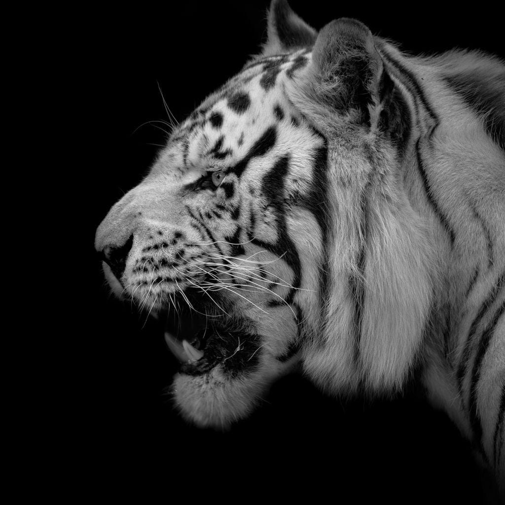 Black and White Tiger Profile - Image 19