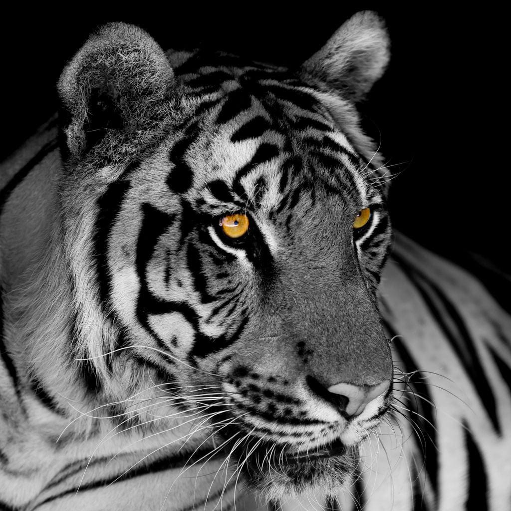 Black and White Tiger with Yellow Eyes - Image 16