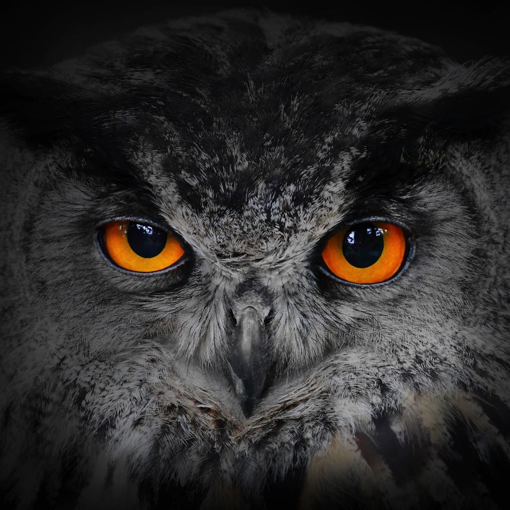 Black & White Owl with Orange Eyes - Image 16