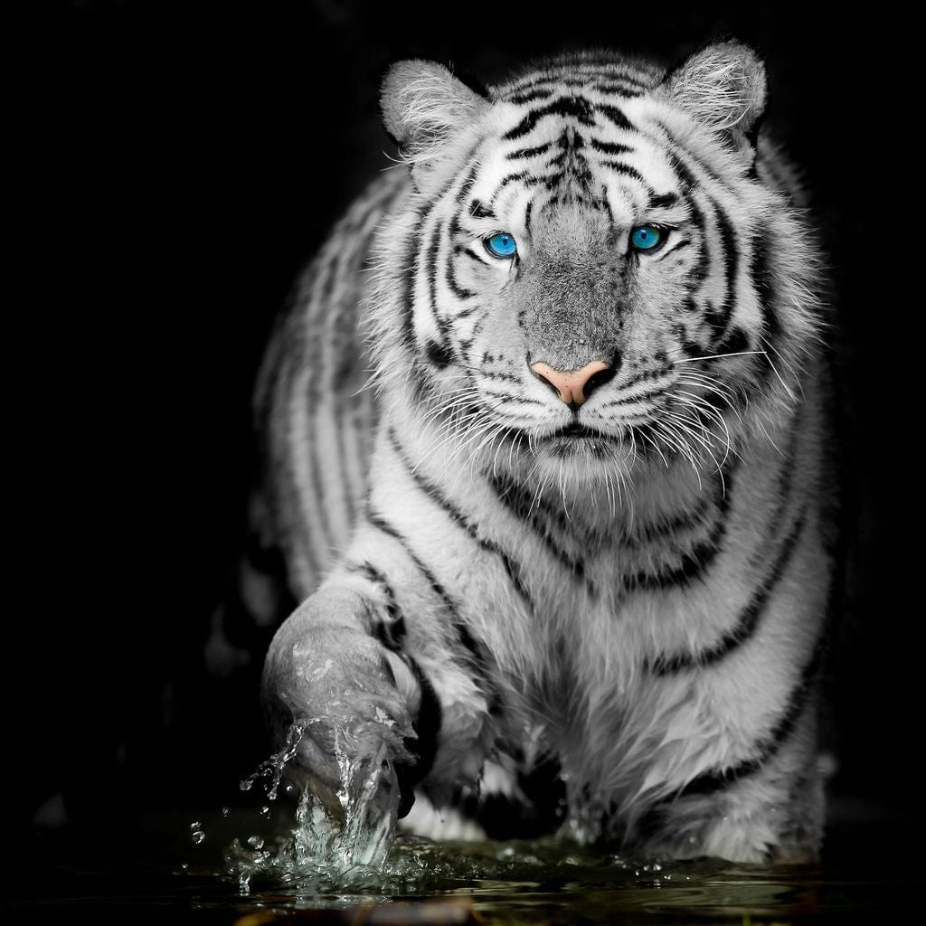 Blue Eyed Snow Tiger - Image 16