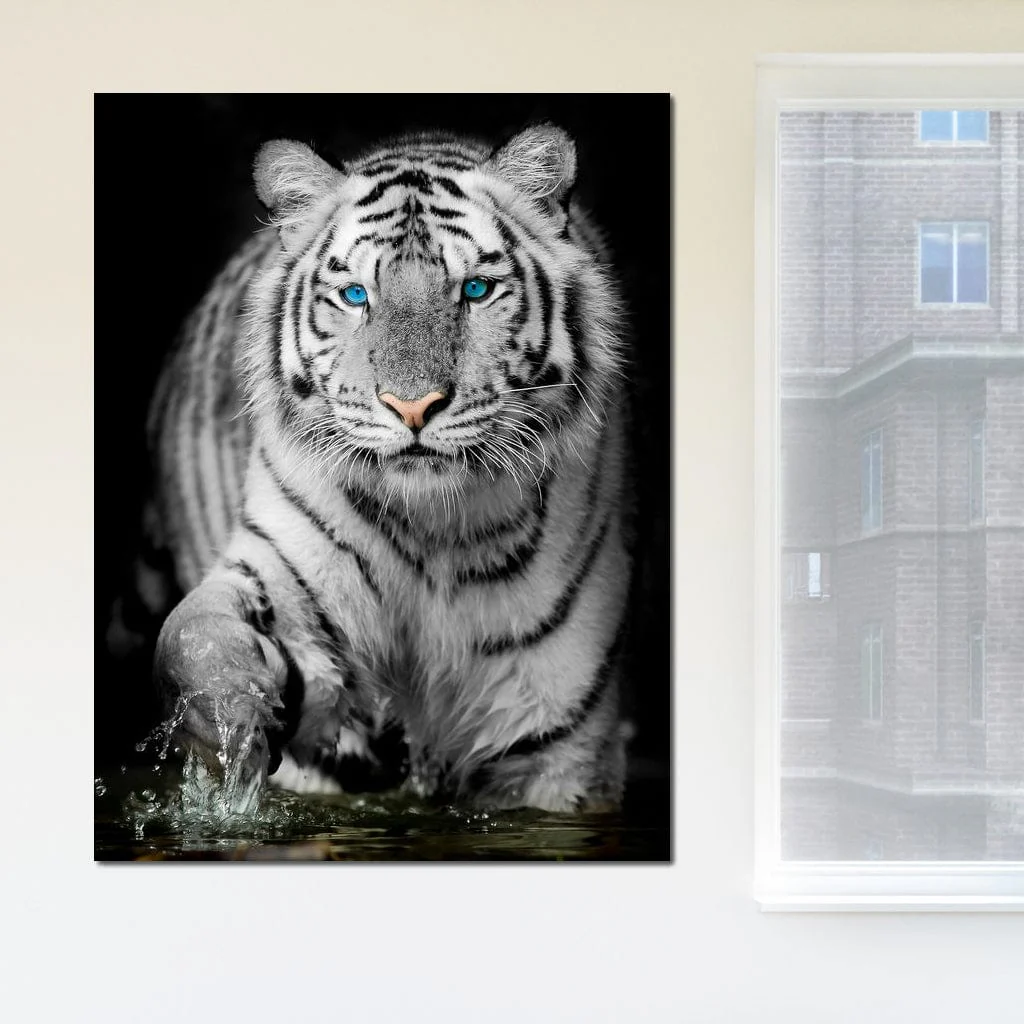 Blue Eyed Snow Tiger - Image 4