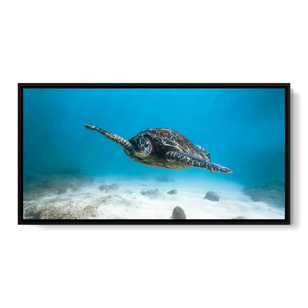 Blue Turtle - Lucas Moore - Image 14