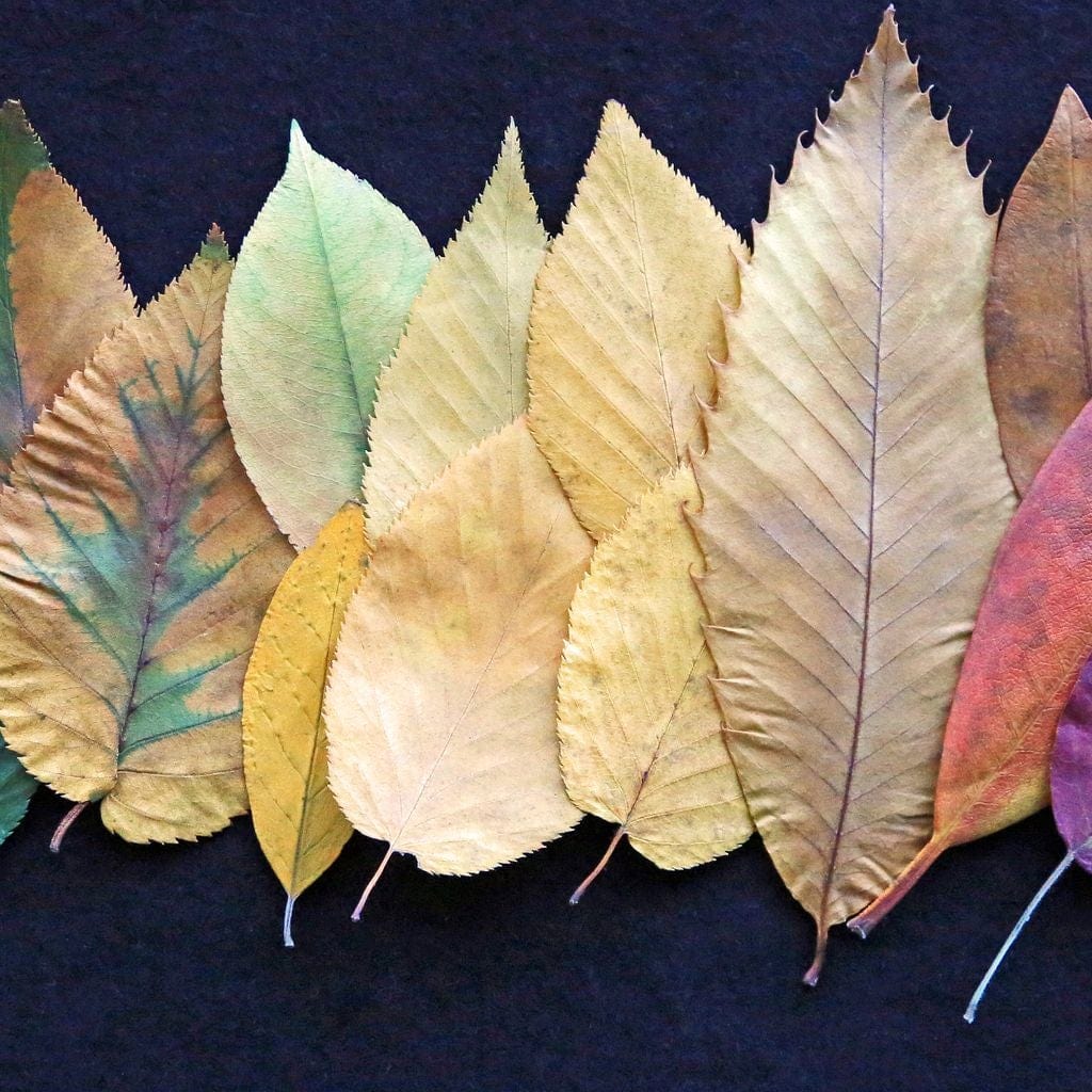Colorful Leaves - Image 16