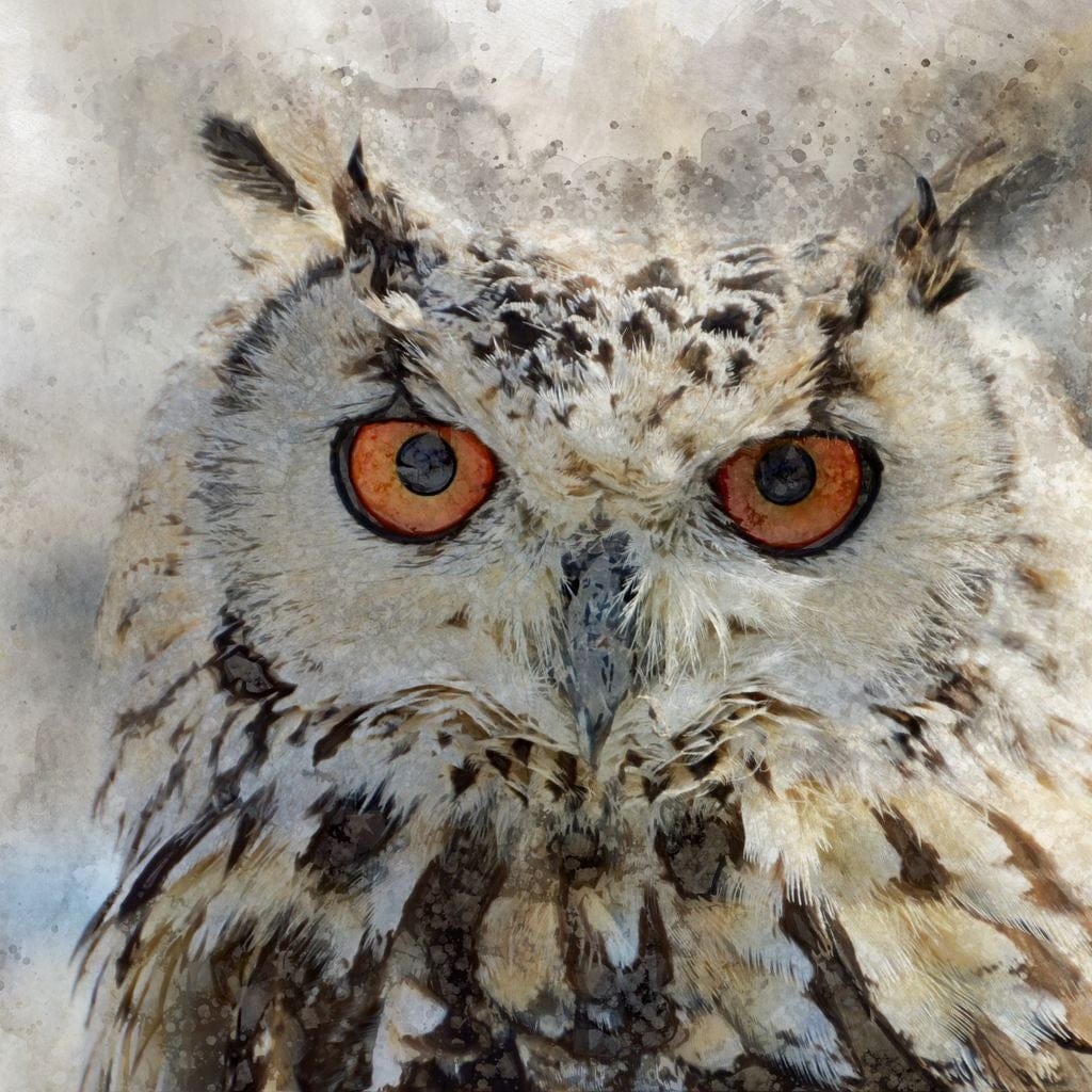 Eurasian Owl - Image 19