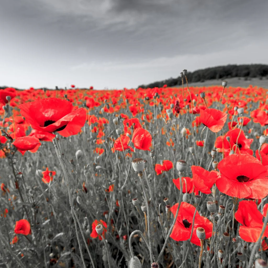 Flanders Fields - Image 19