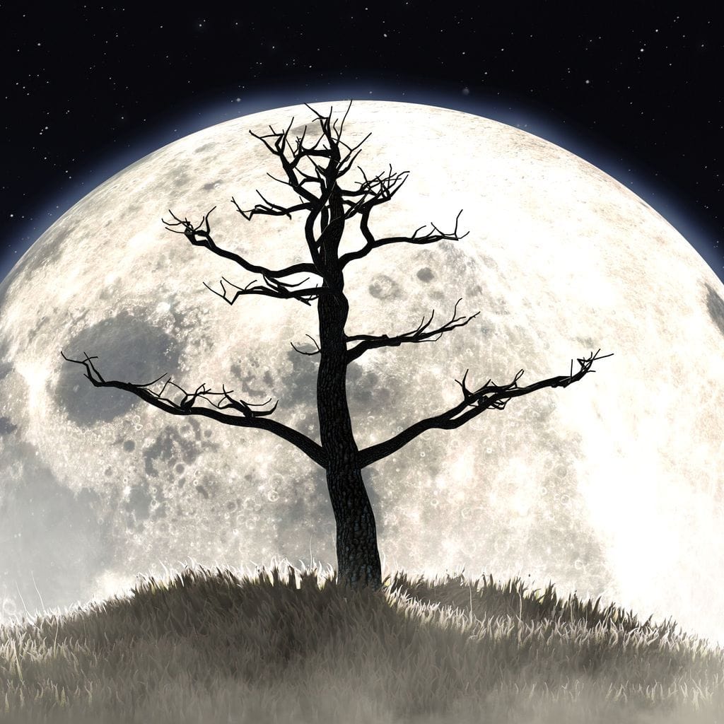 Leafless Tree - Image 3