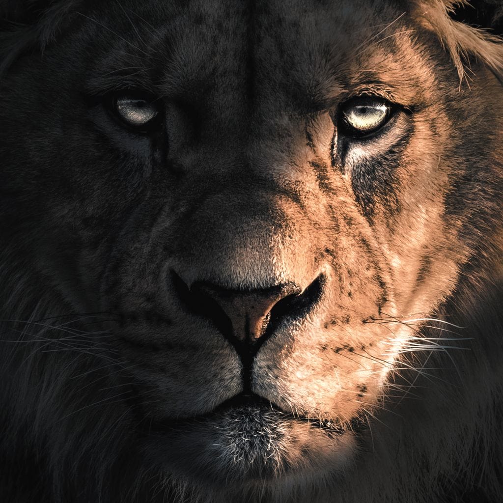 Lion Dark - Zenzdesign - Image 16