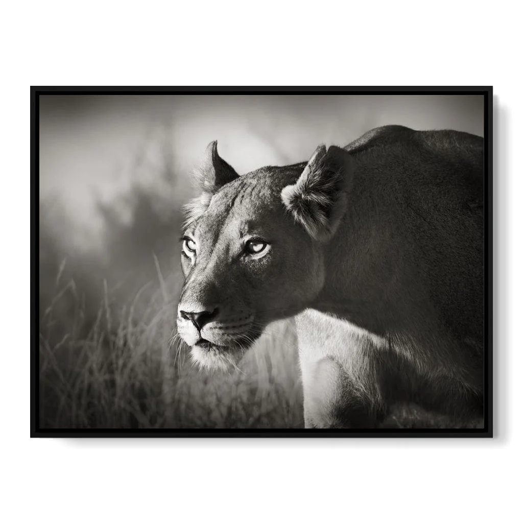 Lioness - Image 19