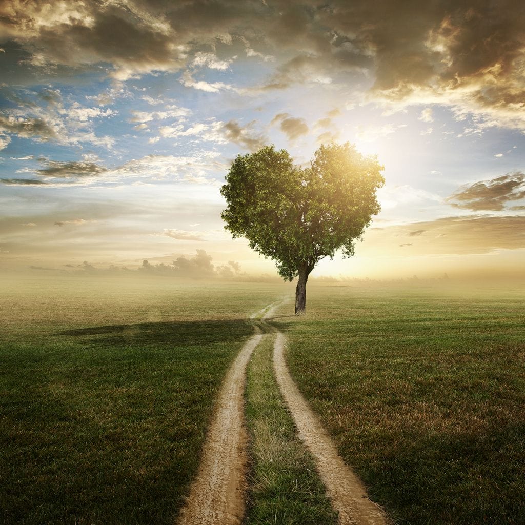 Loving Tree - Image 16