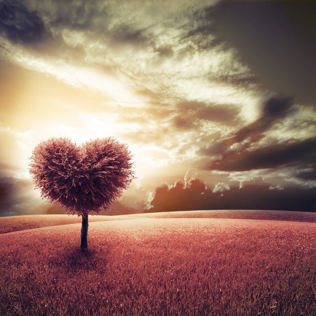 Loving Tree Sunrise - Image 19