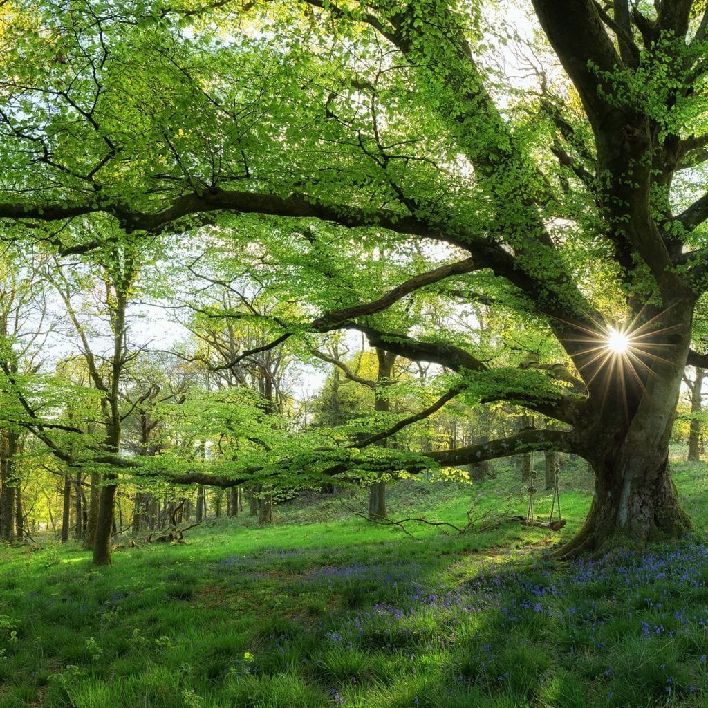 Master Tree - Image 4