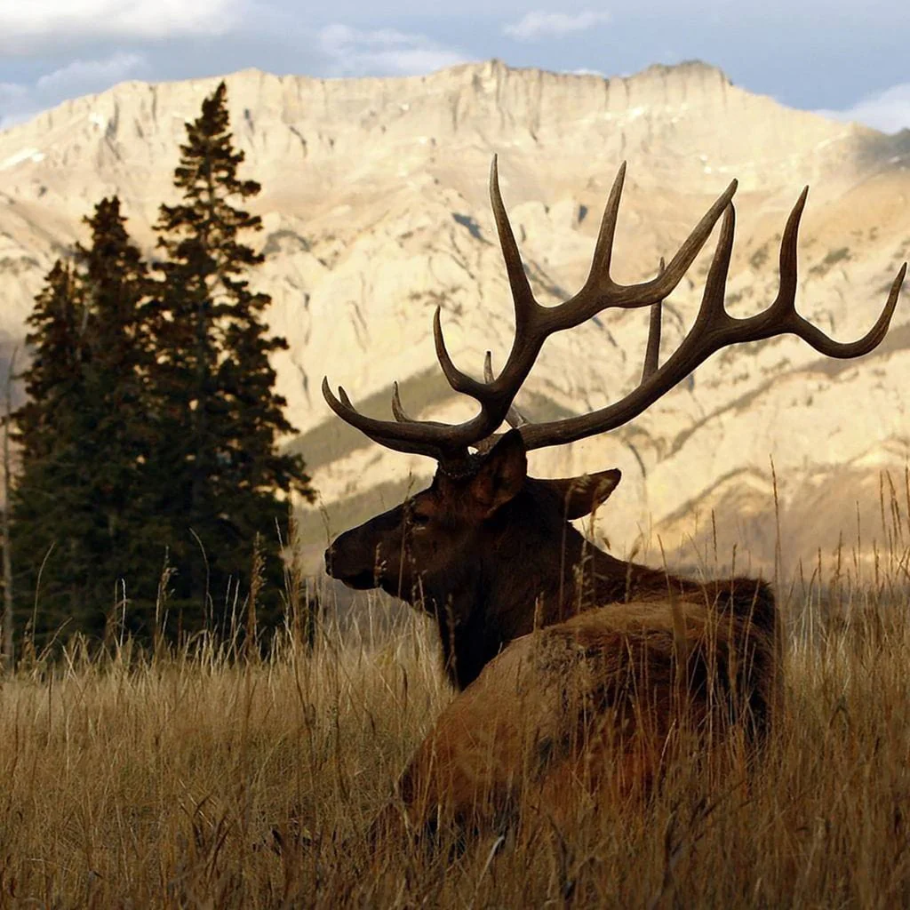 Nordic Elk - Image 4