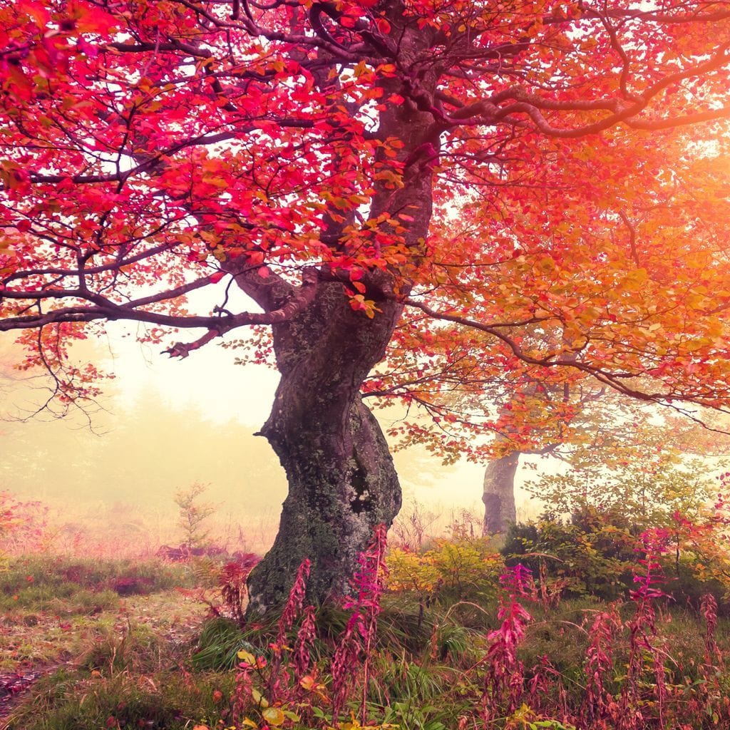 Red Autumn Trees Canvas Set - Image 5