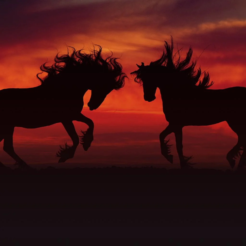 Stallion Sunset - Johanjjf - Image 16