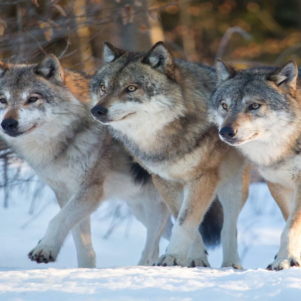 The Wolf Pack - Image 3