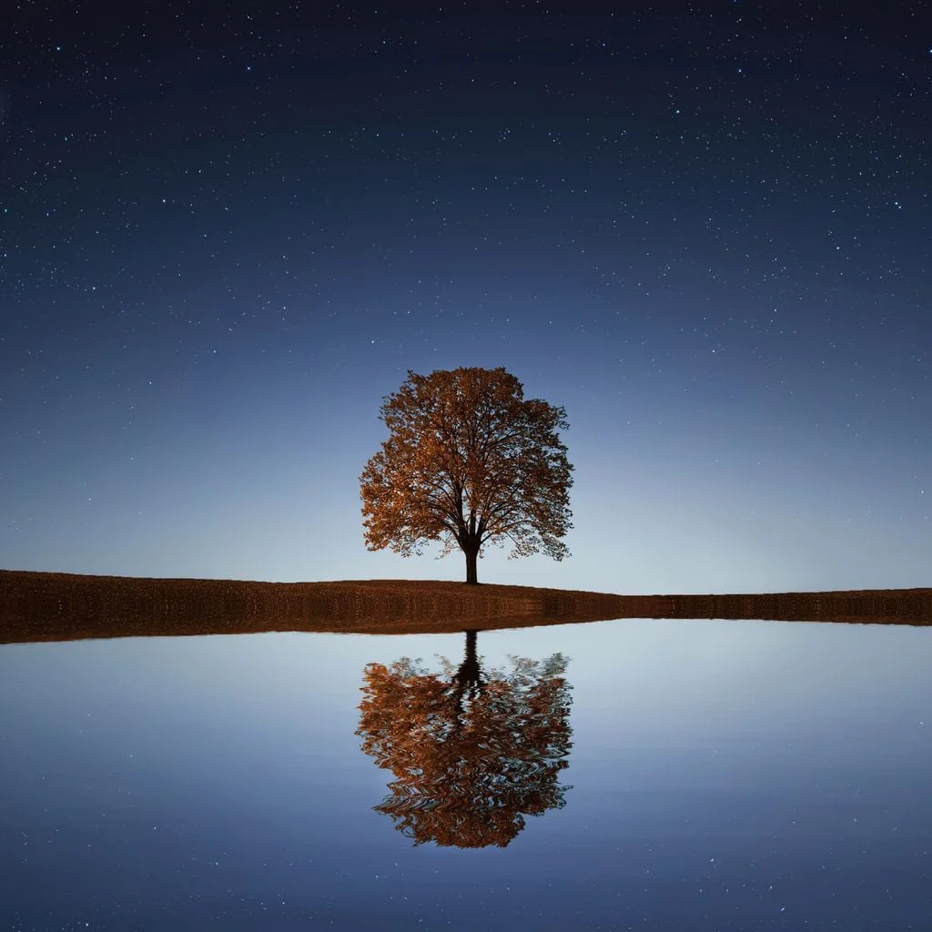 Tree Reflection - Image 16