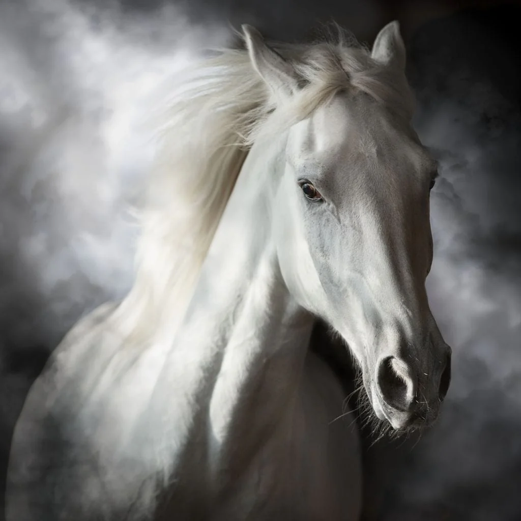 White Stallion - Image 19