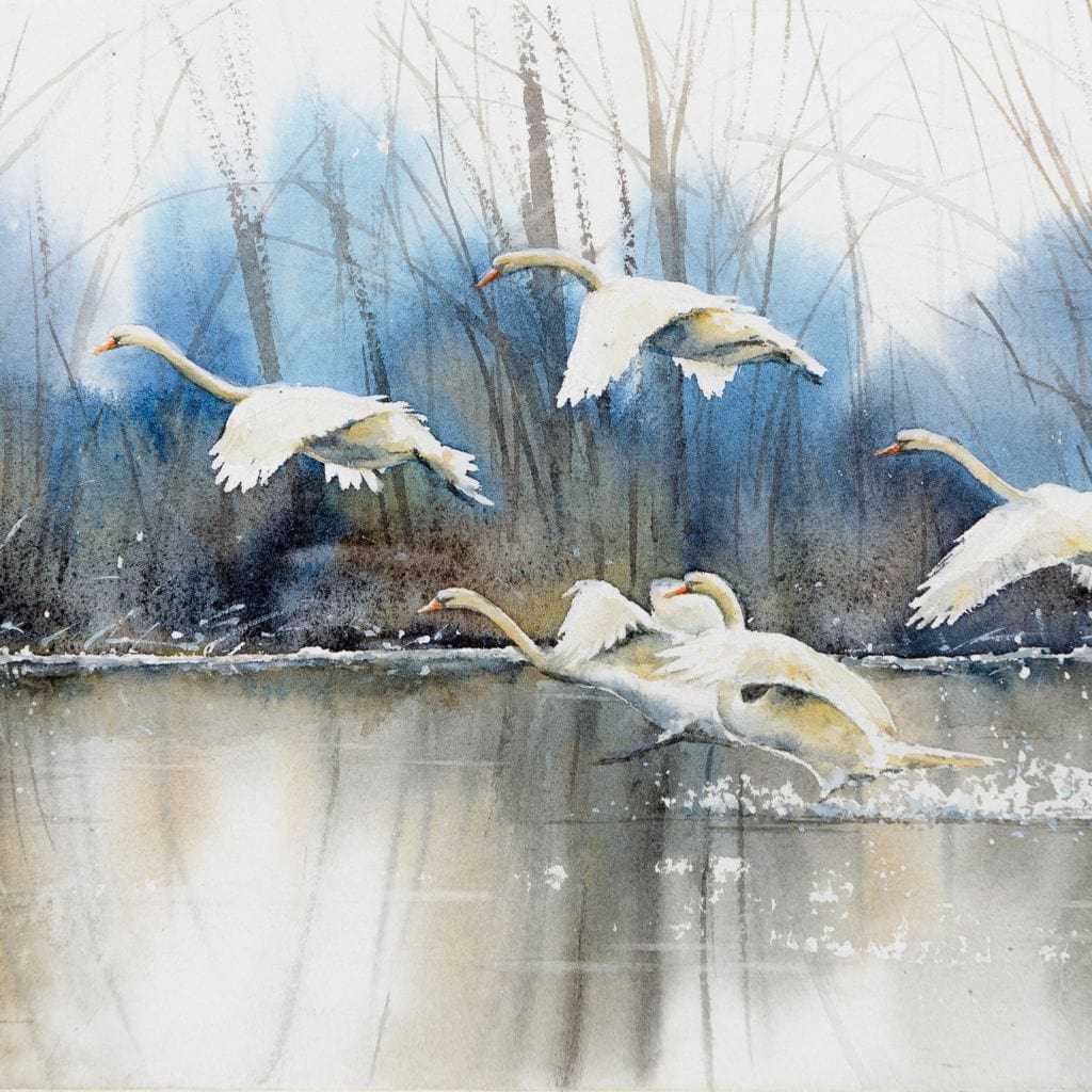 White Swans - Image 16